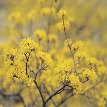 산수유/실생1년특묘(뿌리20주묶음)/묘목/d0352