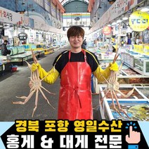 영일수산 포항 구룡포 활 대게 3마리 5마리, 06_활대게(특대)5마리