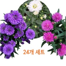 골드씨드 야생화 아스타 모종 24개 세트 2종 셀프조경 노지월동식물 전원주택조경 가을꽃 국화 여러살이해풀 아스타 포트, 24보라