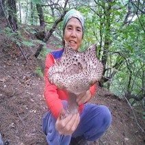 이창순 자연산 능이버섯(냉동 100% 국내산) 1kg 700g, 1박스, 700g(냉동)
