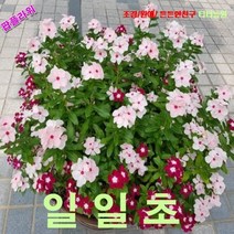 팝플라워 일일초-혼합 씨앗 10립