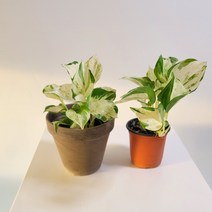 원플원 2개발송 몬스테라스켄오레우스 에피프리넘 15-25cm 149
