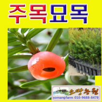 (D소망)주목 묘목(포트) 실생4년생 6그루, 1개