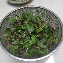 방풍나물 500g 해방풍 갯방풍나물 갯방풍, 1개