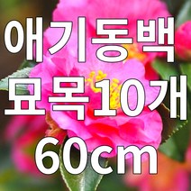 애기동백 나무 묘목 60cm 10개 산다화 분묘 철쭉마켓 겨울꽃 초보자나무, 애기동백묘목 60cm 보자기 분묘 10개