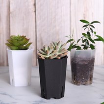 팔각 롱 플라스틱 슬릿화분 투명 제라늄 플분 삽목 삽수, 팔각 롱슬릿화분(투명) L