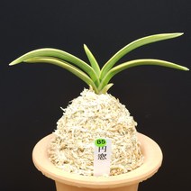 풍란 부귀란 신세계난농원/ 85 원창 円窓 Enso