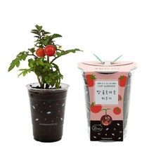 틔움 컵가든 방울토마토 키우기세트, 단품