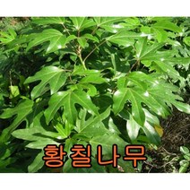 황칠나무 2년생포트묘 5그루/황칠 나무 묘목 광리나무 유실수 꽃나무