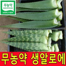 친환경 무농약인증 생알로에 알로에베라 5kg 사포나리아 4kg 생잎 농장직송, 1박스, 아보레센스3kg