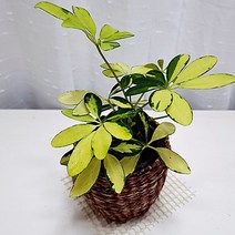 칼라홍콩야자 키우기 무늬 홍콩야자 나무 라탄화분, 단품, 1개