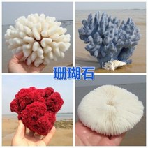 철갑상어키우기 구피암컷 베타암컷 천연 산호 화초 돌패각 소라껍데기 조경 가구 장식, 53 제비꽃