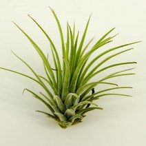 틸란드시아 이오난사 공기정화식물 미세먼지제거 먼지먹는식물