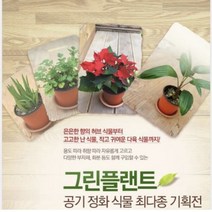 그린플랜트 다육식물 미니 스투키