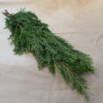 측백 (소재) / 고속터미널꽃시장 꽃도매 서리풀플라워