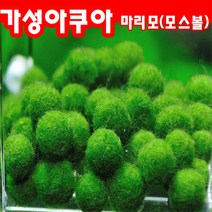마리모 키우기 단품 애완수초 모스볼, 1개