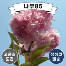 (나무85) 겹벚 R3 겹벚 R4, 겹벚 R4 내외 분, 1개
