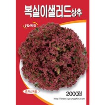복실이 샐러드 상추 - 쌈 및 샐러드용 상추 씨앗 - 외국상추 - 이색상추 - 2천립