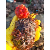 먹사부 [30년전통] 자연산 통영 생물 활 꽃멍게 돌멍게 깐 횟감 냉동 멍게젓갈 무침 멍개 국산 1kg 2kg 3키로, 선택1. [생물] 꽃멍게 2kg