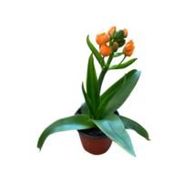 그린플랜트 공기정화식물 베들레햄(색상랜덤) 1+1