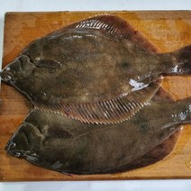 활 자연산 도다리 2미(600g내외) 봄도다리 도다리 쑥국 횟감가능 국내산 자연산