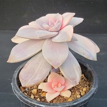 꽃다리 팬다드럼금 36 다육식물 다육금 아이만배송