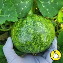 어머니손맛 풋호박 둥근조선호박, 1박스, 풋호박(둥근조선호박) 1.5kg (중) 2개입