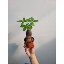 뚱쓰 목대 파키라 반려식물 20~35cm 59