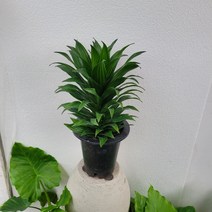 실내공기정화식물 드라세나 콤팩타 콤펙타 중대품 50-70cm 149