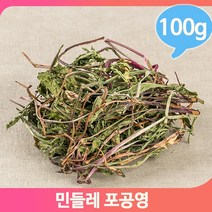 여성 건강 민들레 100g 포공영 찬성질 나물 요리 주방