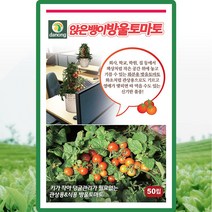 앉은뱅이 방울토마토 씨앗 앉은뱅이 방울토마토 씨 종자 50립, 1개