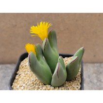 코노피튬/빌로붐-1639 아프리카농장