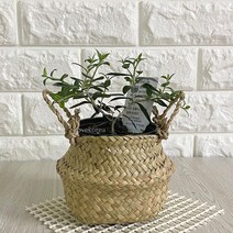 MDF2457 올리브나무(소) 해초바구니 실내공기 (올리브나무/올리브나무열매/집에서키우는식물/집에서키우기쉬운식물), 쿠팡 본상품선택