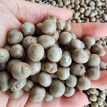 마씨앗 (잉여자 )2kg 안동마 장마 산마 산약마, 10kg