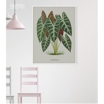 아이엠스톡 인테리어 액자 Alocasia Luciani 원목 캔버스액자, 화이트원목