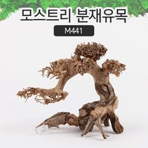 모스트리 분재유목M M441