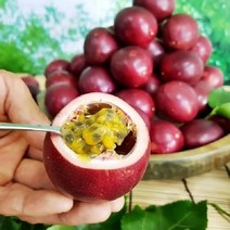 새콤한 맛 국내산 백향과 500g(6~8과) 생과 정품 산지직송 passion fruit 2023년수확!