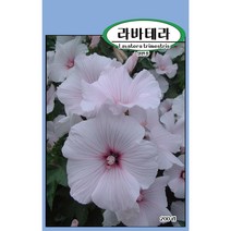 씨앗과세상만물 라바테라 허브 씨앗 200립, 1팩
