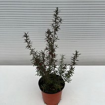 [다은꽃농원]호주매화 소품 마누카 꿀 티트리 키우기쉬운 실내공기정화식물 인테리어