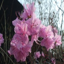 [가산원예조경] 진달래 40cm 포트 10주묶음