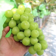 김천 샤인머스켓 2kg 가정용 1kg, 1개, 1kg1-2수