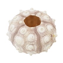 한소픈 여름 장식 소품 조개 소라 껍질 48종 모음 여름디스플레이 인테리어 테마소품 자연 제품 고동, 26.따개비성게