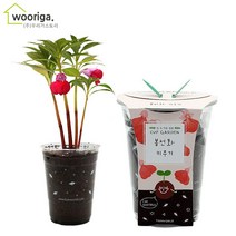 컵가든 식물키우기 6종 방울토마토 봉선화 해바라기씨 바질 패랭이꽃 나팔꽃, 1개, 컵가든_봉선화