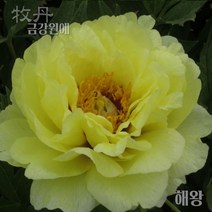 목단(모란) 묘목 개화주 입고 금강원예, 해왕-3년생