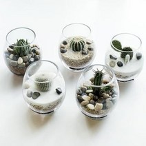 러브피어리 테라리움 다육 DIY KIT 러브피어리 테라리움 kit(월동자), 단품