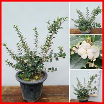 꽃과나무 ] 은목서 / 목본류 / 야생화 / 양지식물 / 향기 / 만리향 / 최저온도-10도 / 중국산