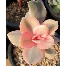 다육이 웨스트레인보우금