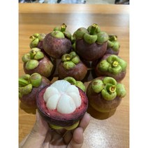 [항공직송] 태국 생 망고스틴 열대과일 Mangosteen Tropical Fruits 500그램 1키로 2키로 1kg 1개, 500g