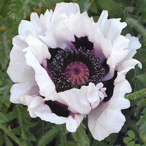 숙근양귀비(스노우구즈)3개묶음/모종/dd2372