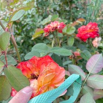 목하원예조경 장미나무 묘목 고급 사계장미 땅장미 정원장미 (복합색 빨강+노랑계열) 개화주 망포트